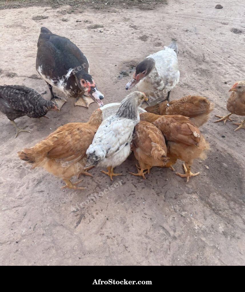 Chickens Roaming African Village / Poules en Divagation Village Africain | AfroStocker