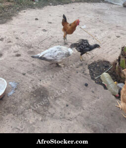 African Farmyard Chickens