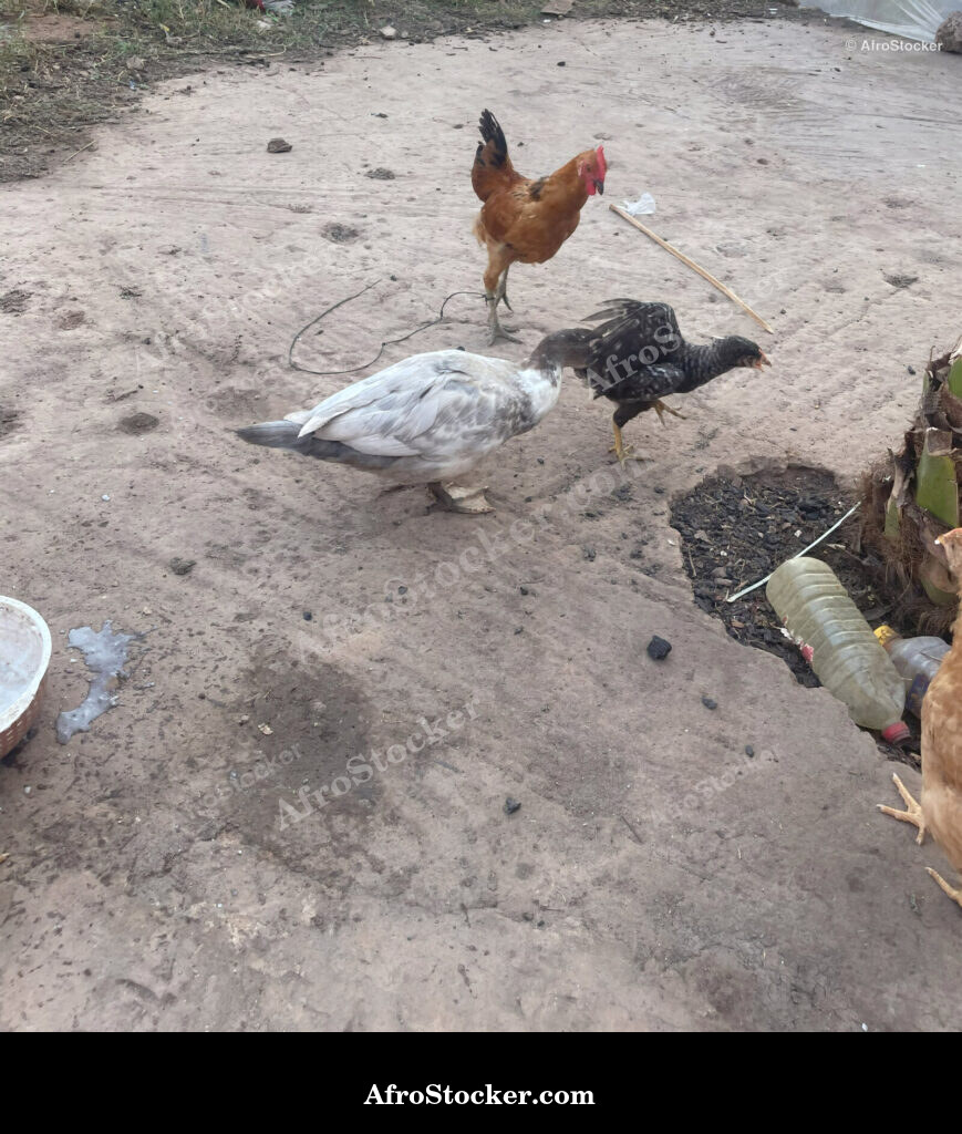 African Farmyard Chickens / Poules de Basse-Cour Africaine | AfroStocker