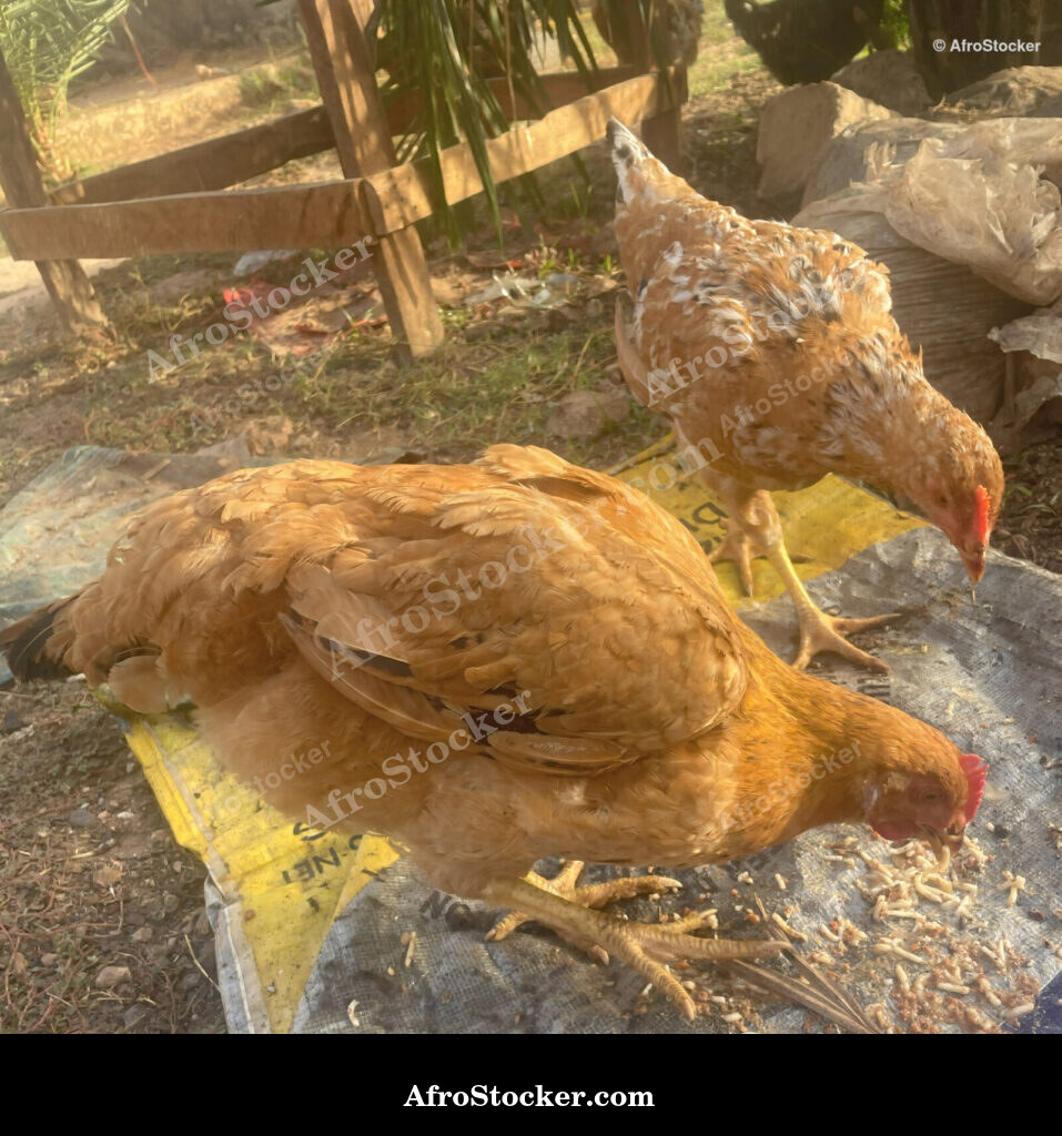 Chicken Farming West African Village / Élevage de Poules Village Ouest-Africain | AfroStocker