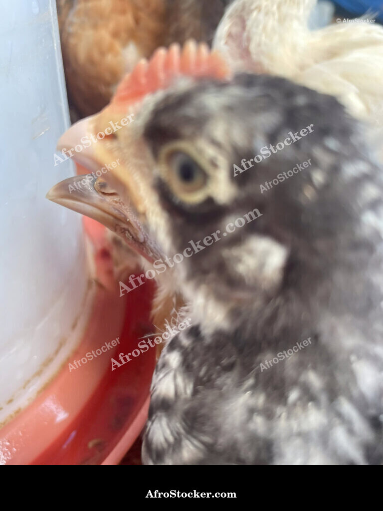 Poultry Farm West Africa / Ferme Avicole Afrique de l'Ouest | AfroStocker