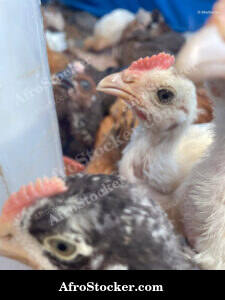 Free Range Chickens Africa