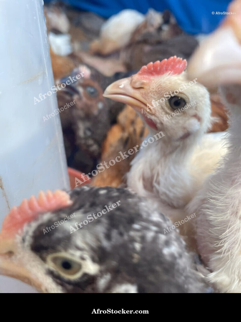 Free Range Chickens Africa / Poules en Liberté Afrique | AfroStocker
