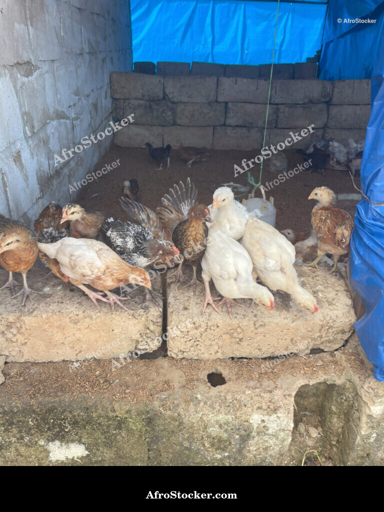 Rural Chicken Farm Africa / Ferme Avicole Rurale Afrique | AfroStocker