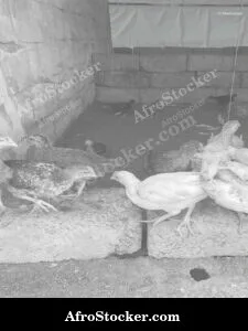 Village Chickens Feeding Africa