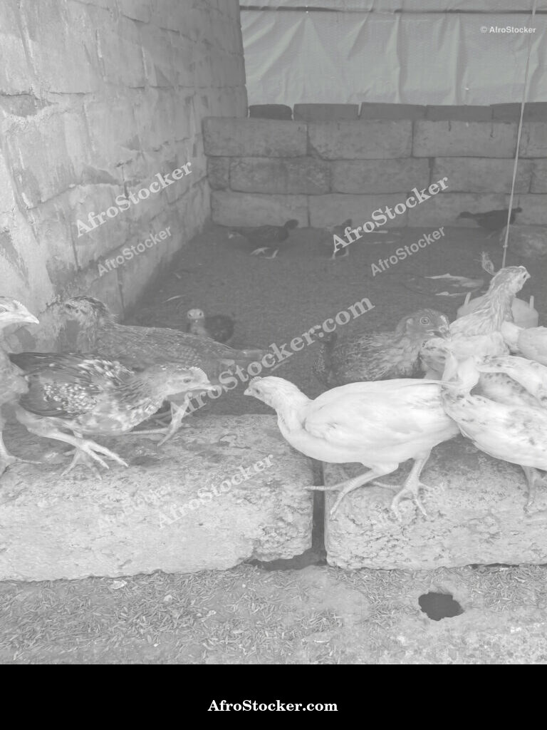 Village Chickens Feeding Africa / Poules de Village se Nourrissant Afrique | AfroStocker