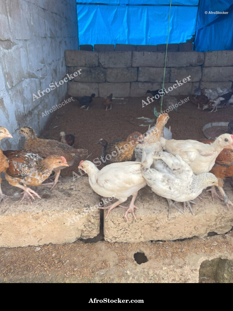 Chicken Coop African Village / Poulailler Village Africain | AfroStocker