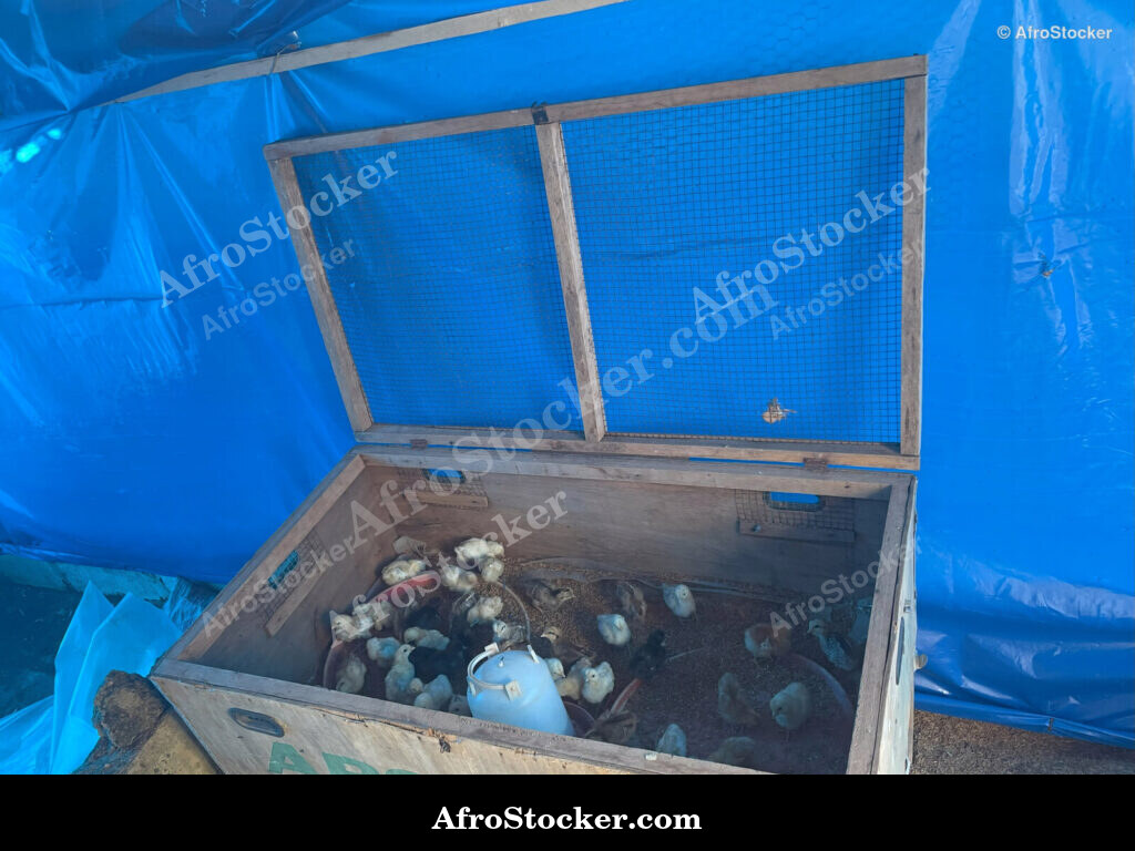 Backyard Chickens Africa / Poules de Basse-Cour Afrique | AfroStocker