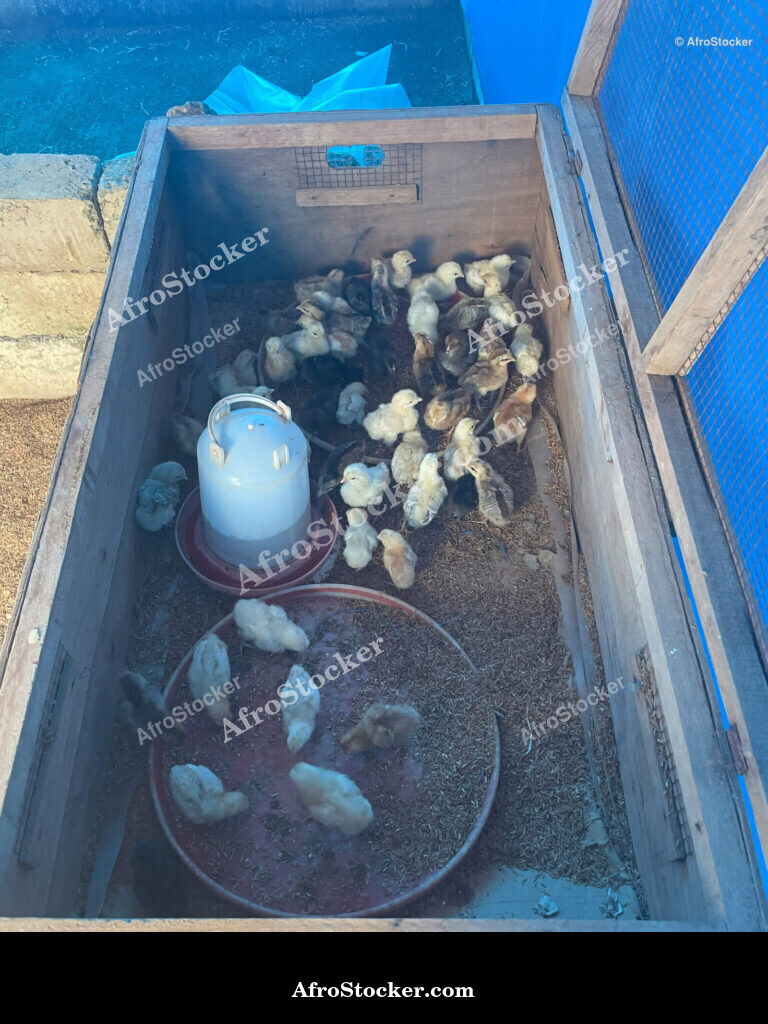 African Poultry Breeding / Élevage Avicole Africain | AfroStocker