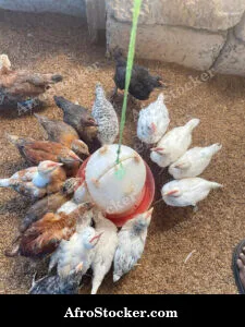 Farm Chickens West Africa