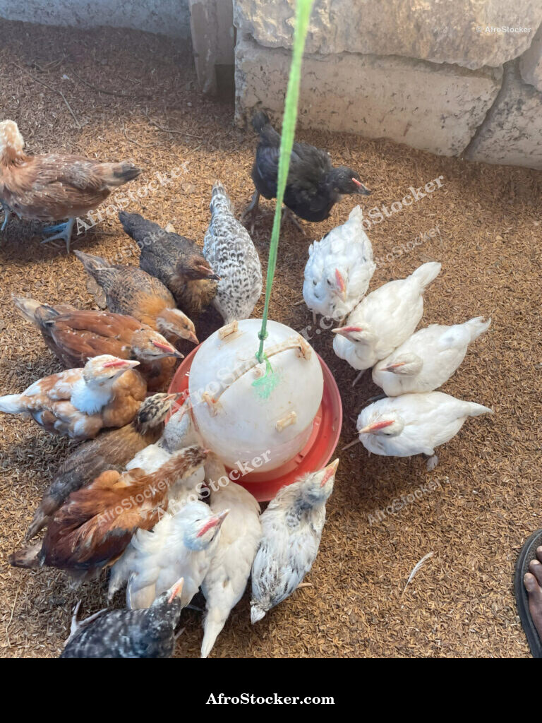 Farm Chickens West Africa / Poules de Ferme Afrique de l'Ouest | AfroStocker