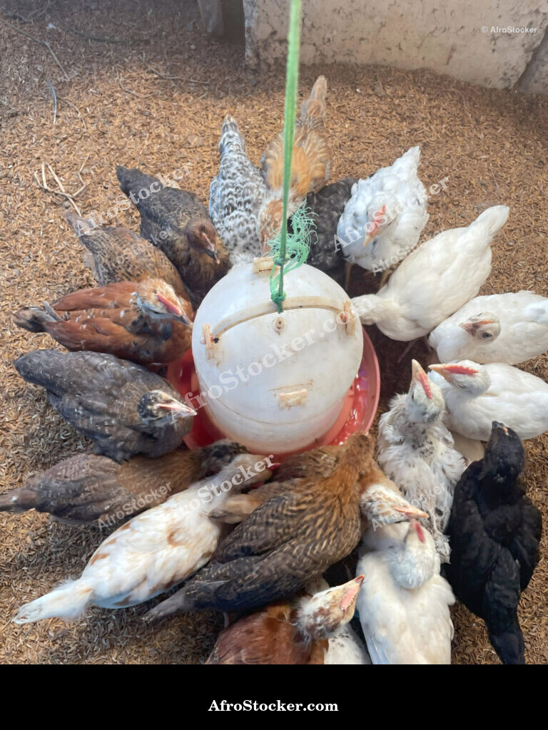 Chicken Flock African Farm / Volaille Ferme Africaine | AfroStocker