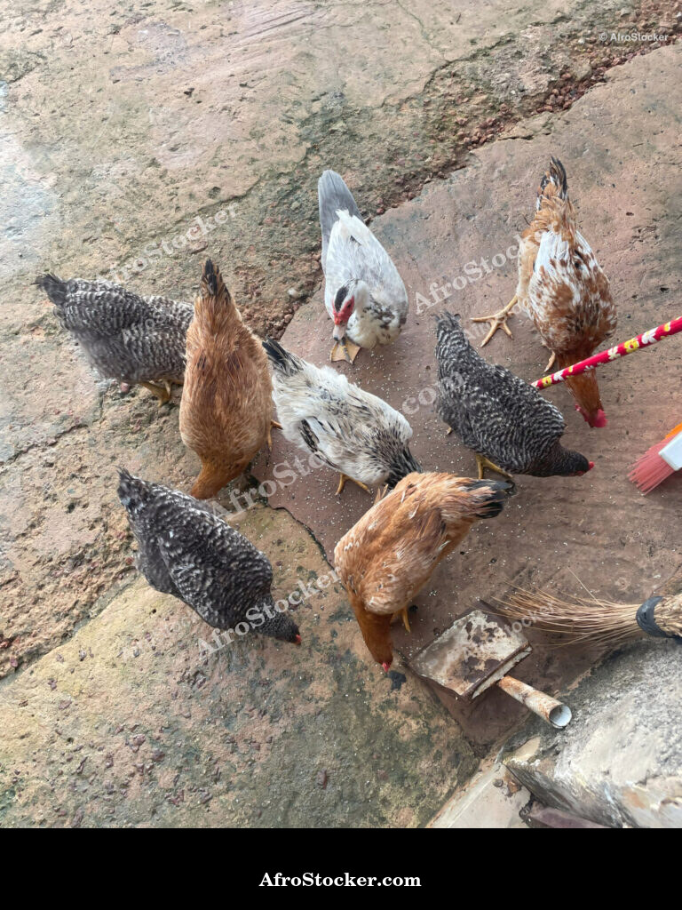 African Chicken Farm Scene / Scène de Ferme Avicole Africaine | AfroStocker