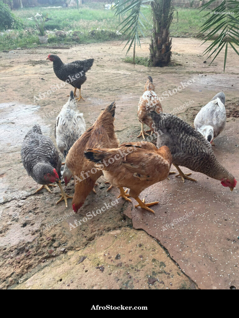 Chickens on African Farm / Poules sur Ferme Africaine | AfroStocker