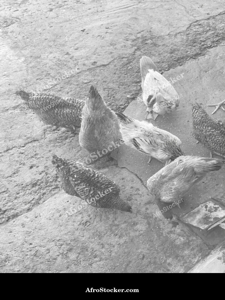 Chicken Farming Village Life Africa / Élevage de Poules Vie de Village Afrique | AfroStocker