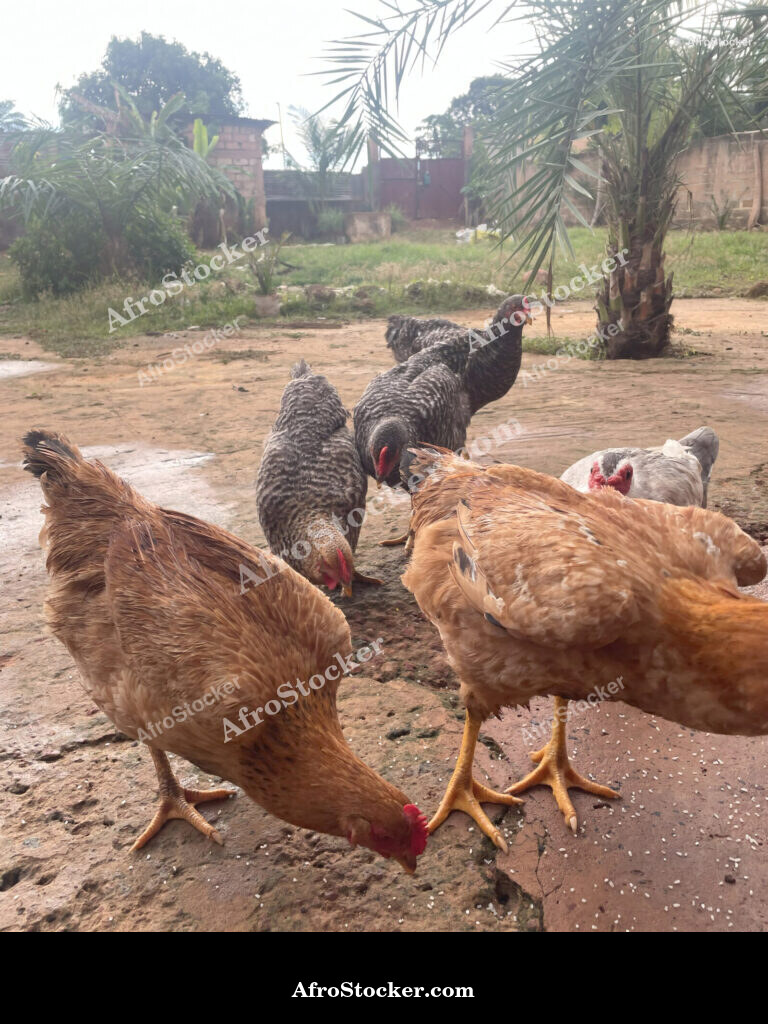Poultry Yard African Village / Cour Avicole Village Africain | AfroStocker