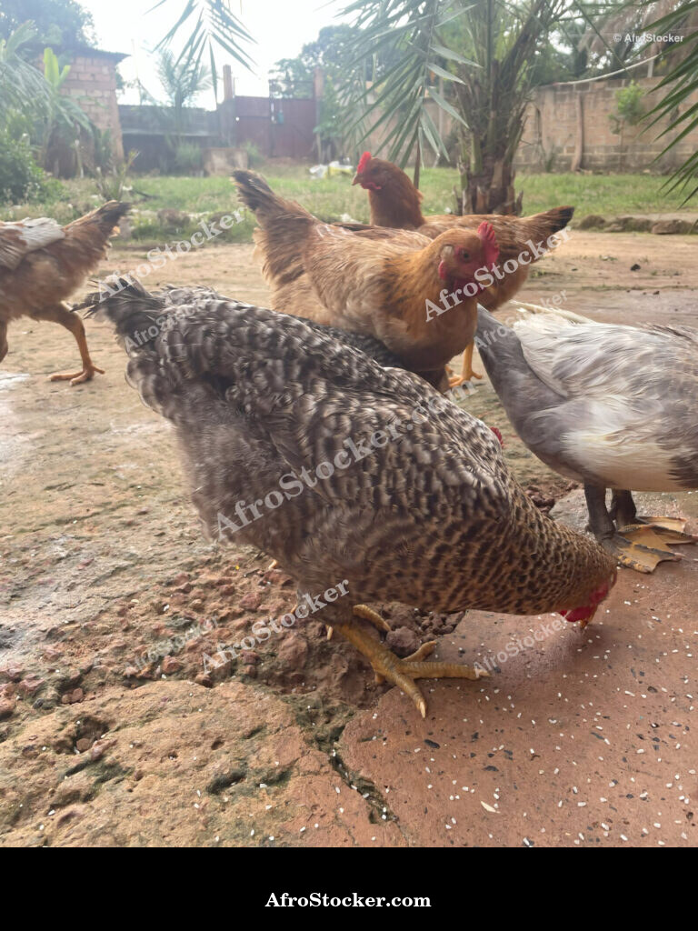 African Chicken Breeding Yard / Cour d'Élevage de Poules Africaine | AfroStocker