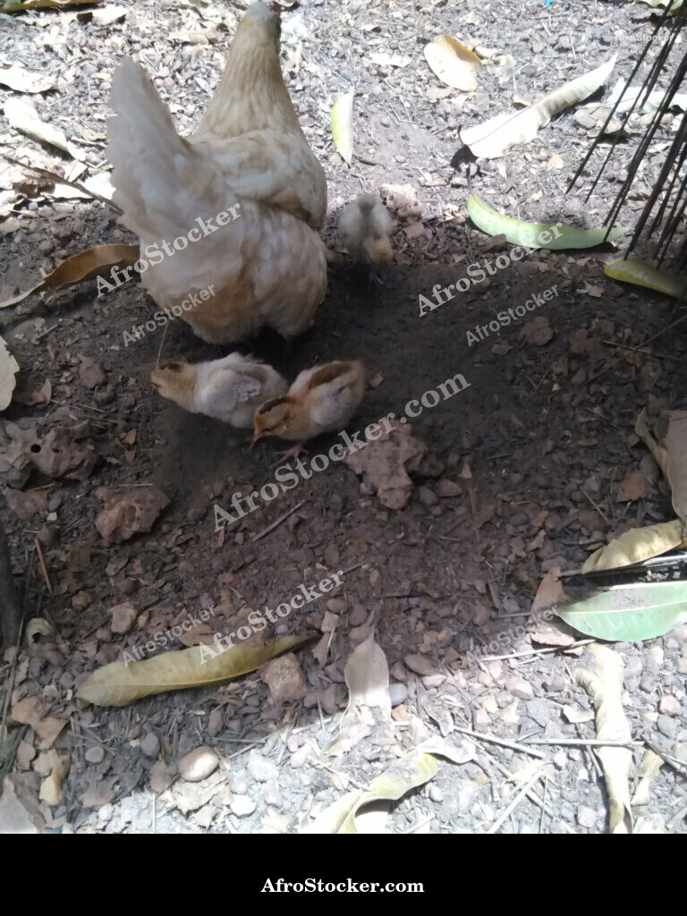 Hen and Chicks African Farm / Poule et Poussins Ferme Africaine | AfroStocker