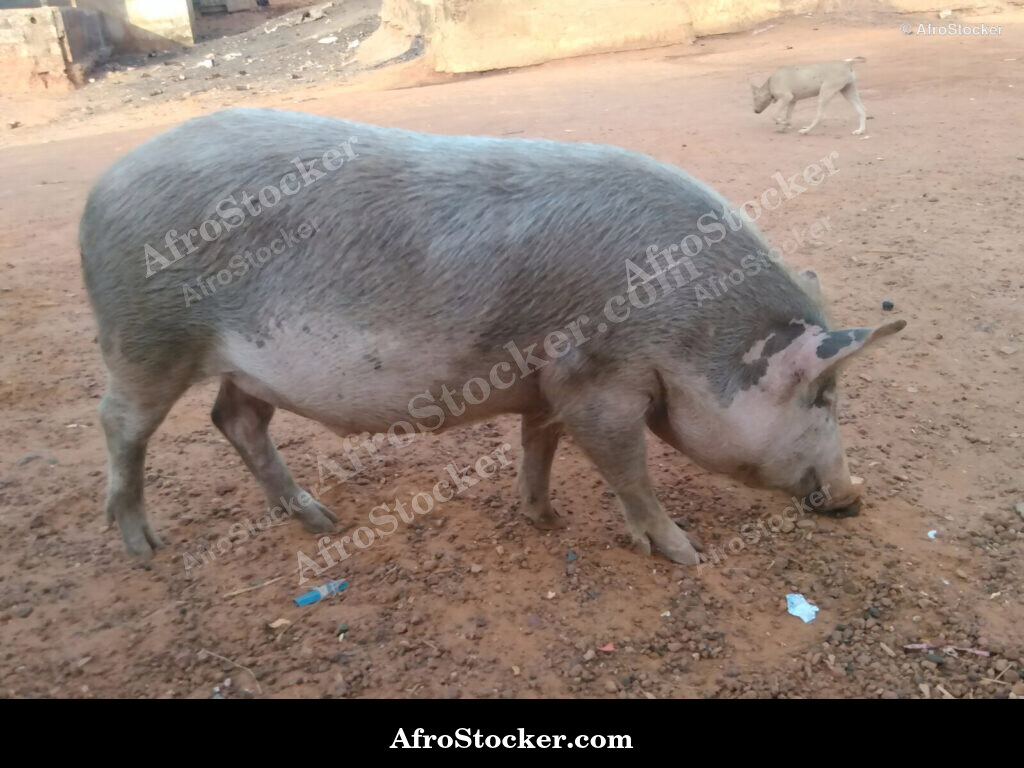 African Pig Farm Scene / Scène de Ferme Porcine Africaine | AfroStocker