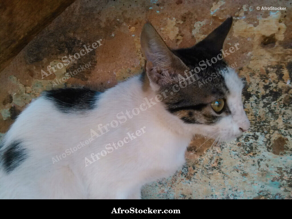 Cat Gaze African Village / Regard de Chat Village Africain | AfroStocker