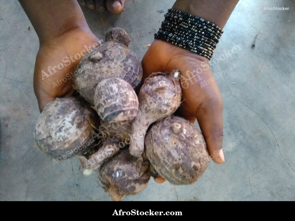 Taro in Girl Hands Africa / Taro dans les Mains d'une Fillette Afrique | AfroStocker