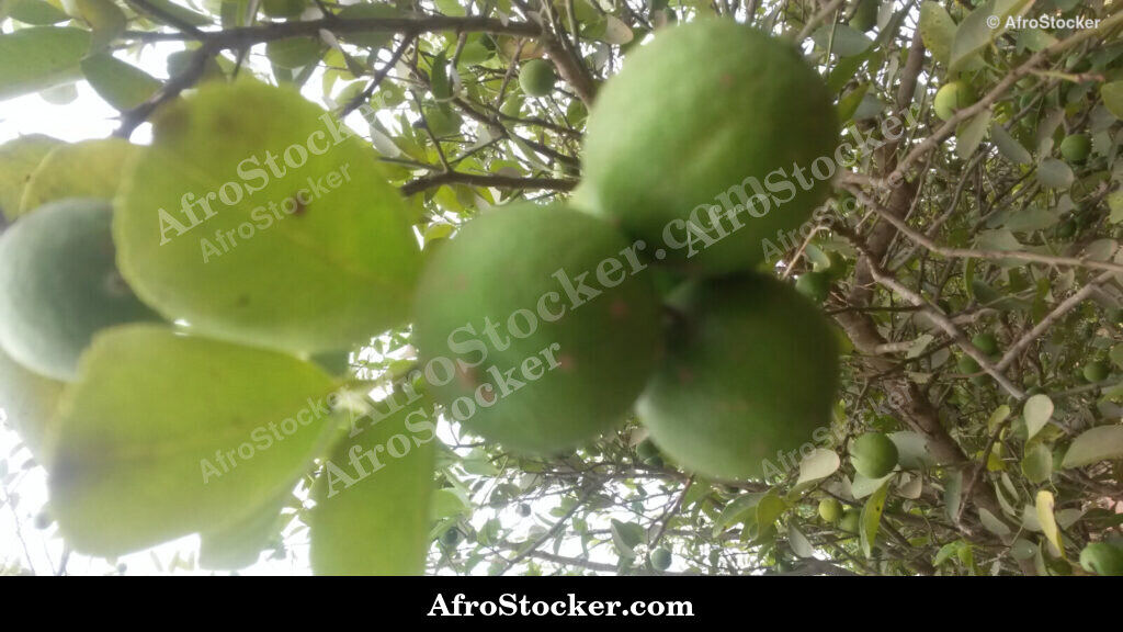 African Lemons Market / Citrons de Marché Africain | AfroStocker