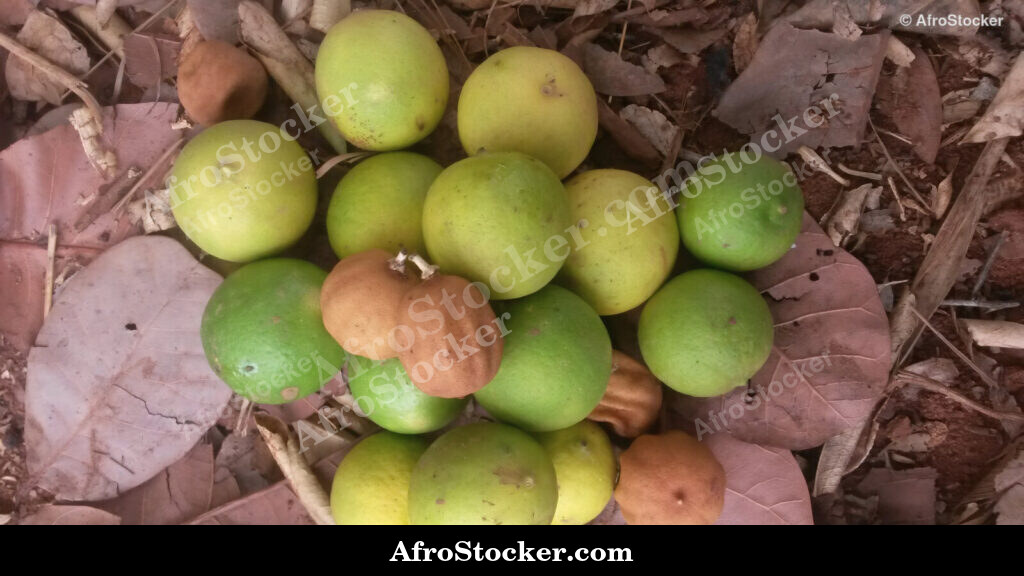 Fresh Lemons West Africa / Citrons Frais Afrique de l'Ouest | AfroStocker
