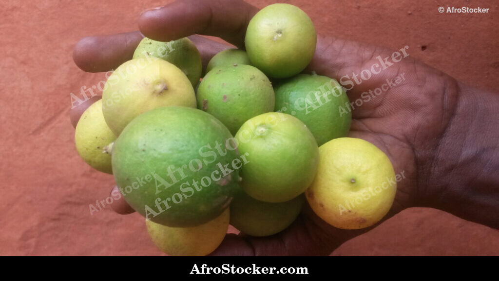 African Citrus Pile / Tas d'Agrumes Africains | AfroStocker