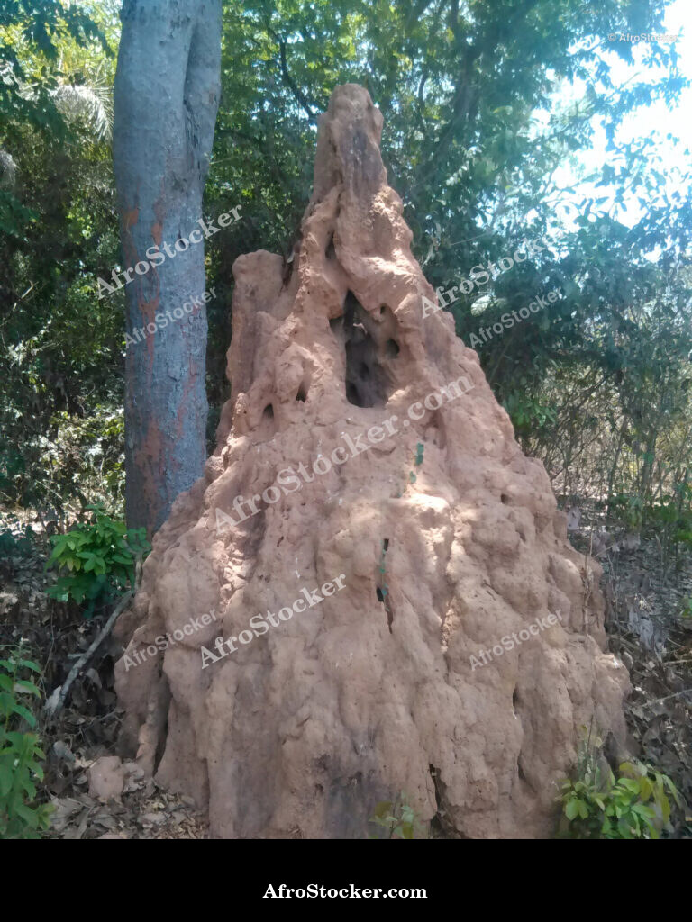 African Termite Mound / Termitière Africaine | AfroStocker