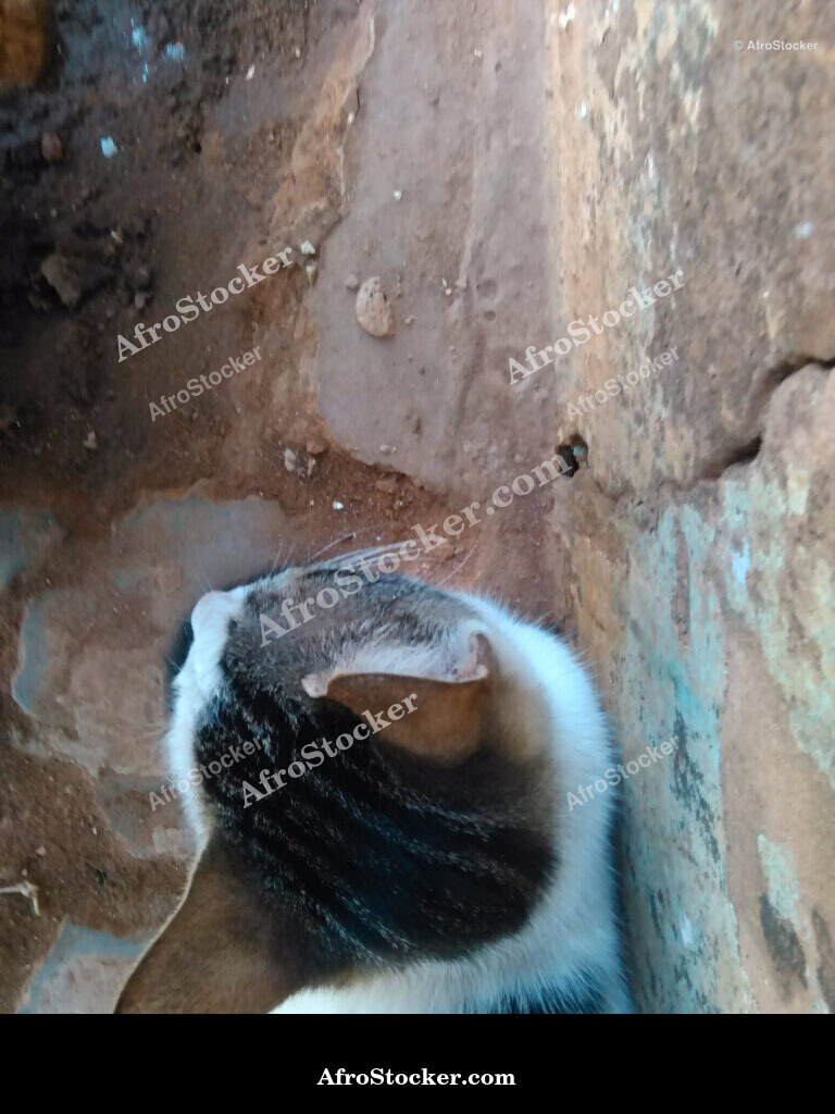 Cat Head Close-Up Africa / Tête de Chat en Gros Plan Afrique | AfroStocker