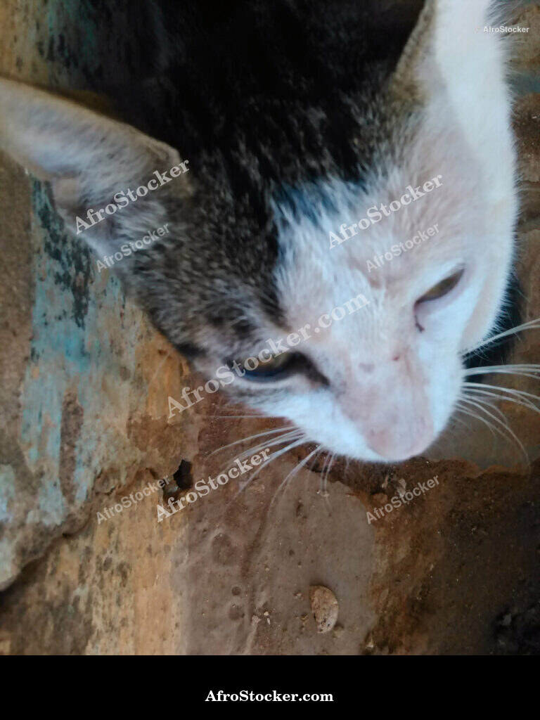 African Cat Face Portrait / Portrait de Visage de Chat Africain | AfroStocker