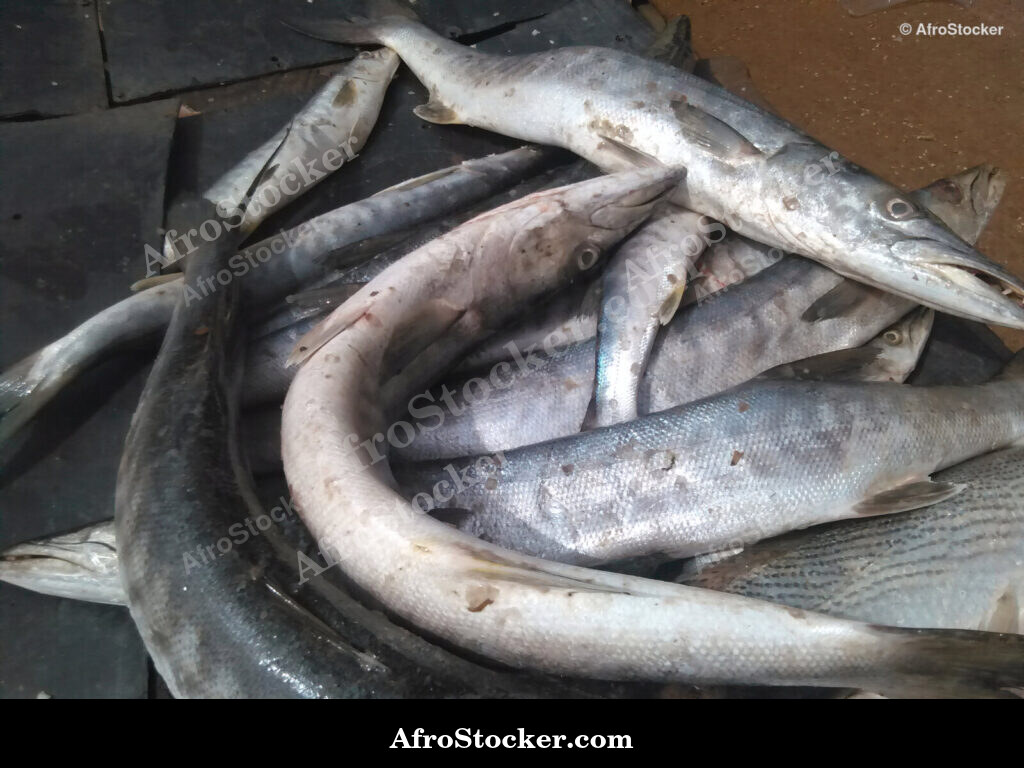 Fish Varieties West Africa / Variétés de Poissons Afrique de l'Ouest | AfroStocker