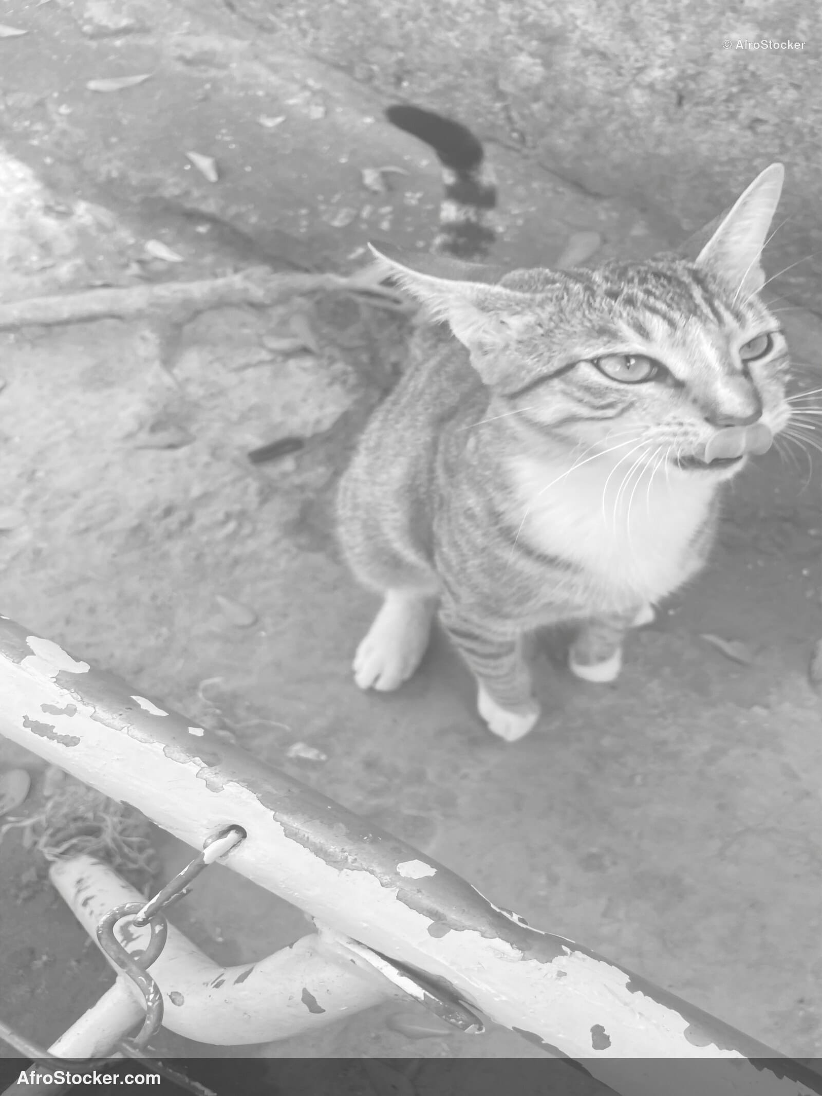 African Village Cat / Chat de Village Africain | AfroStocker