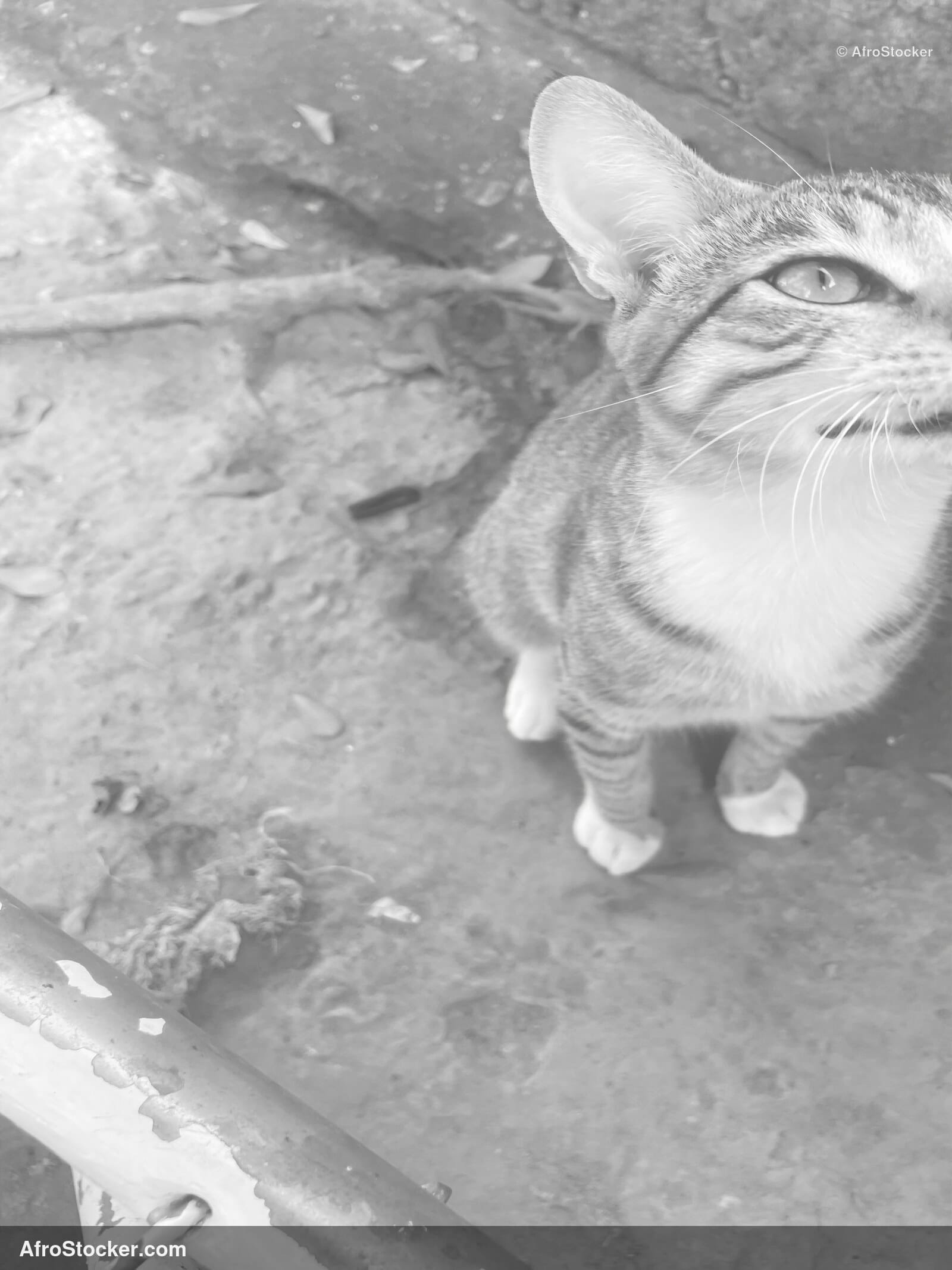Cat in Courtyard Africa / Chat dans une Cour Afrique | AfroStocker