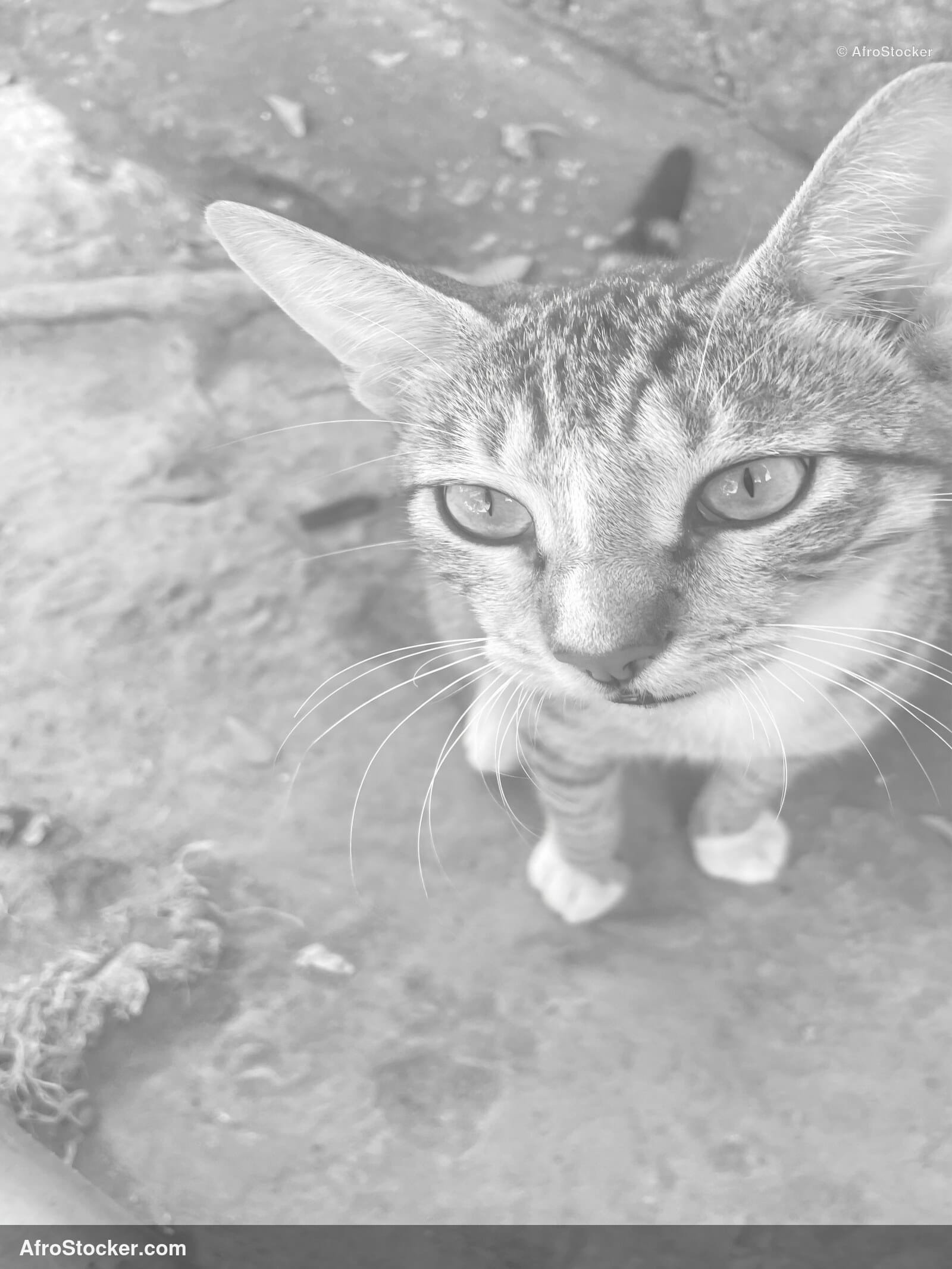 Domestic Cat West Africa / Chat Domestique Afrique de l'Ouest | AfroStocker