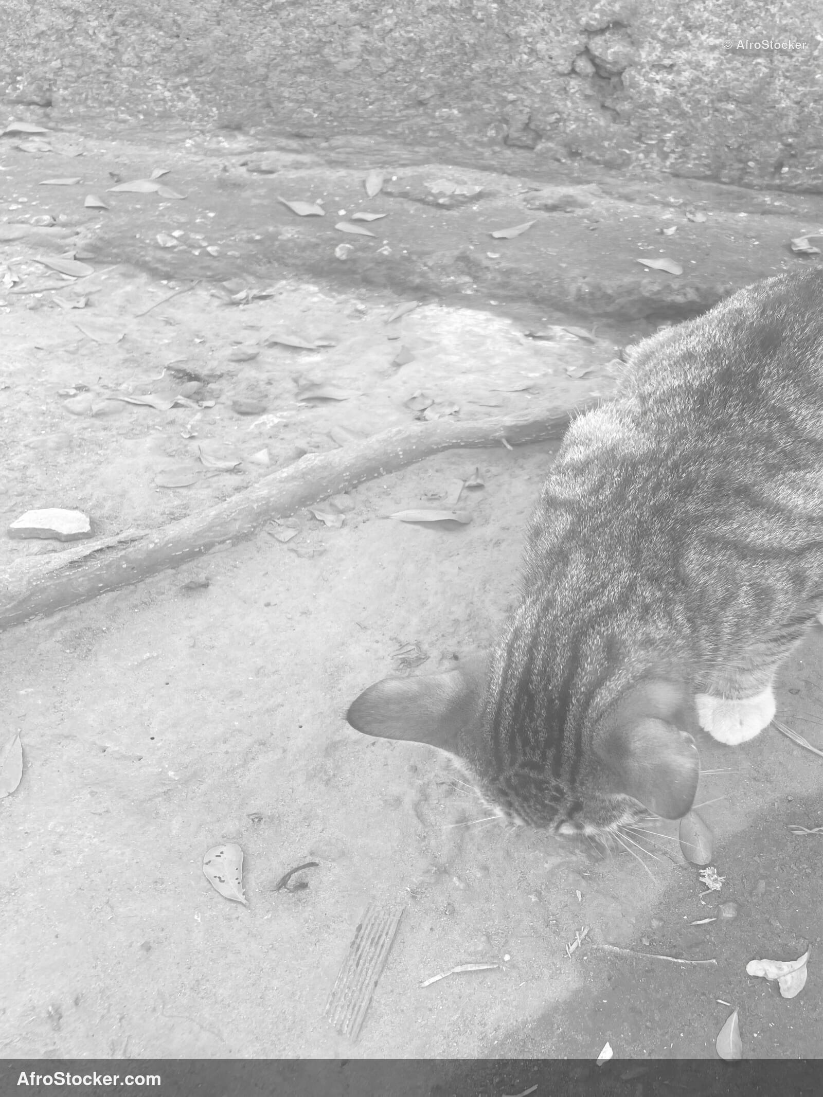 Cat on Rooftop Africa / Chat sur un Toit Afrique | AfroStocker