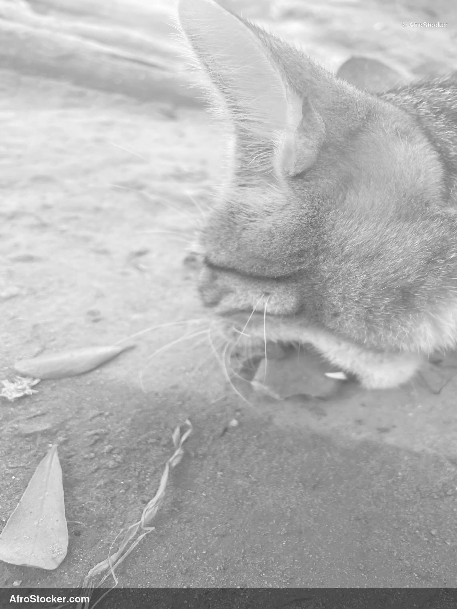 Street Cat West Africa / Chat de Rue Afrique de l'Ouest | AfroStocker