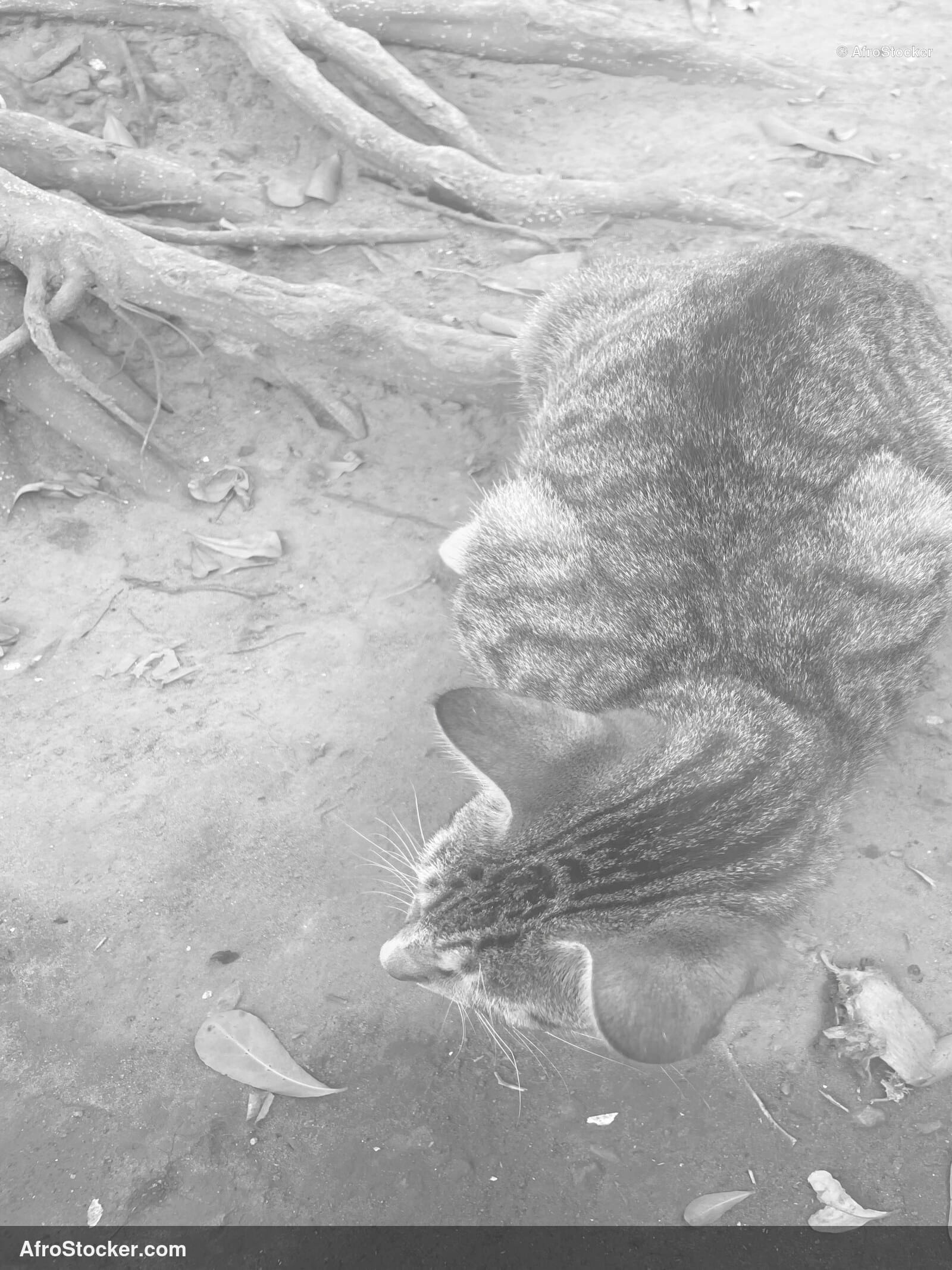 Cat Under Sun Africa / Chat au Soleil Afrique | AfroStocker