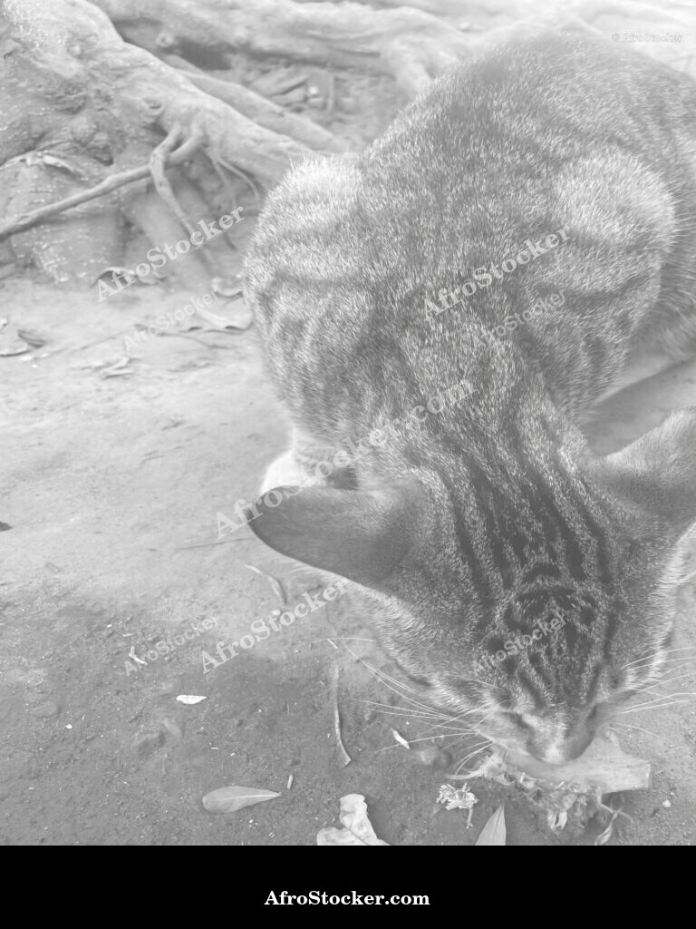 African Cat Portrait / Portrait de Chat Africain | AfroStocker