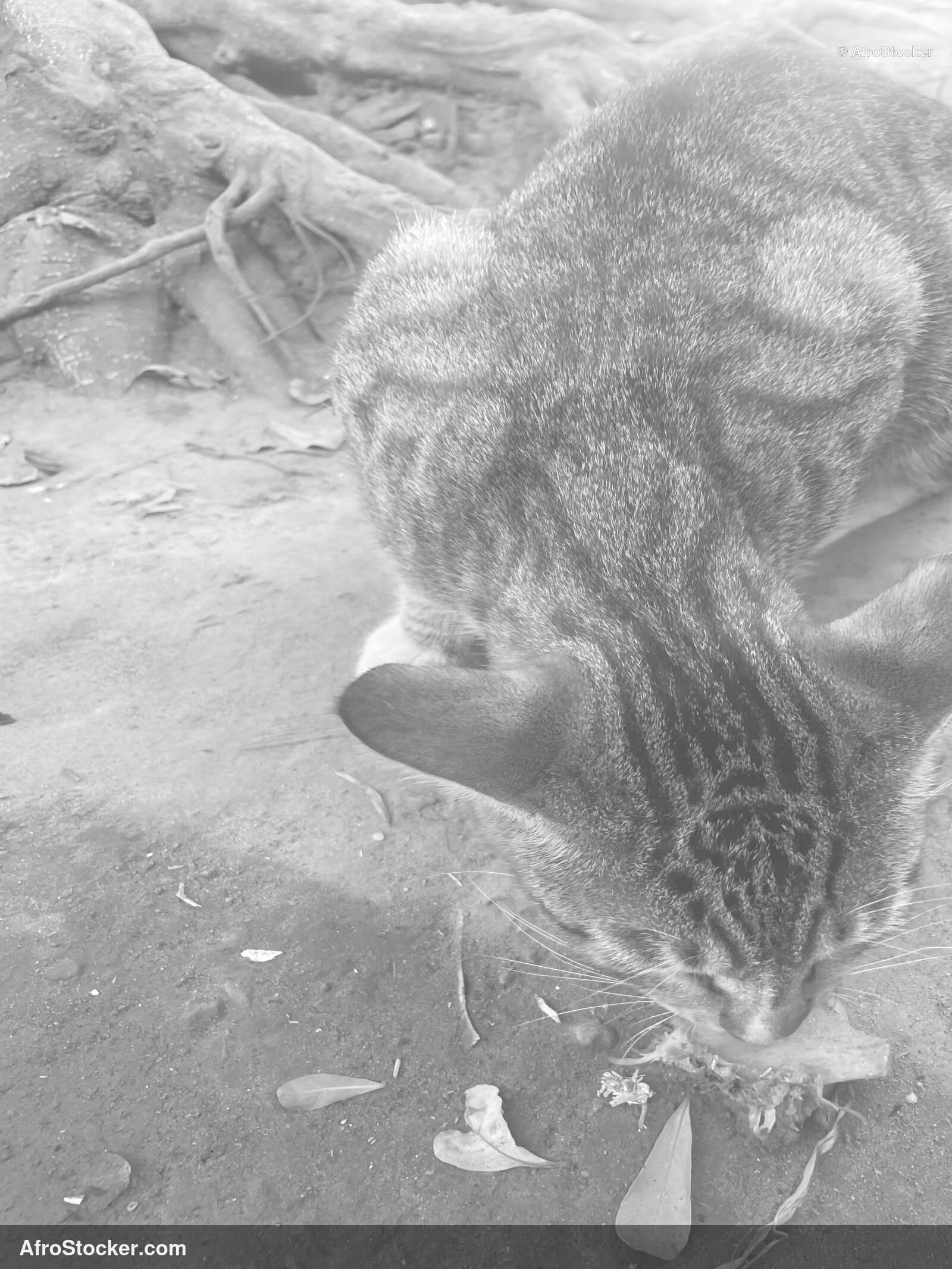 African Cat Portrait / Portrait de Chat Africain | AfroStocker