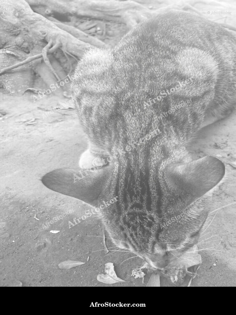 Cat Napping Africa / Chat Endormi Afrique | AfroStocker