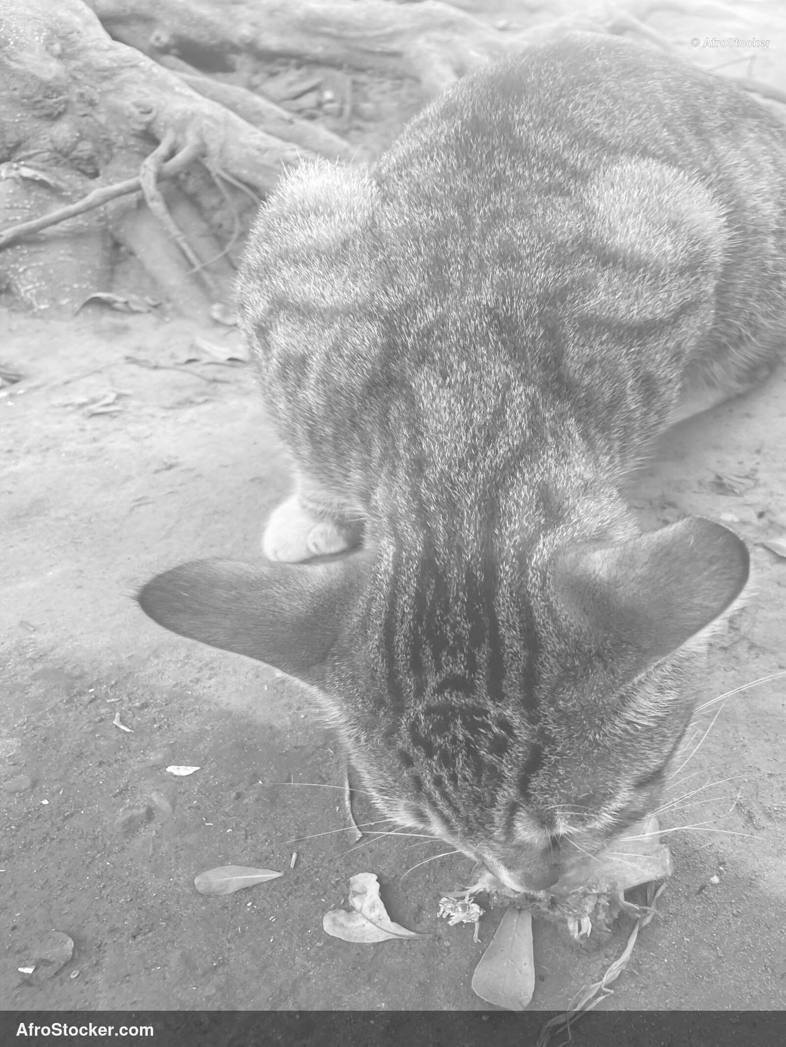 Cat Napping Africa / Chat Endormi Afrique | AfroStocker