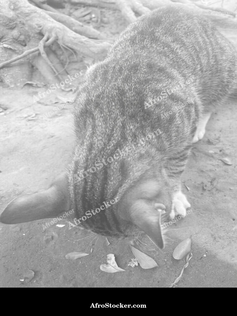Village Cat Resting / Chat de Village au Repos | AfroStocker