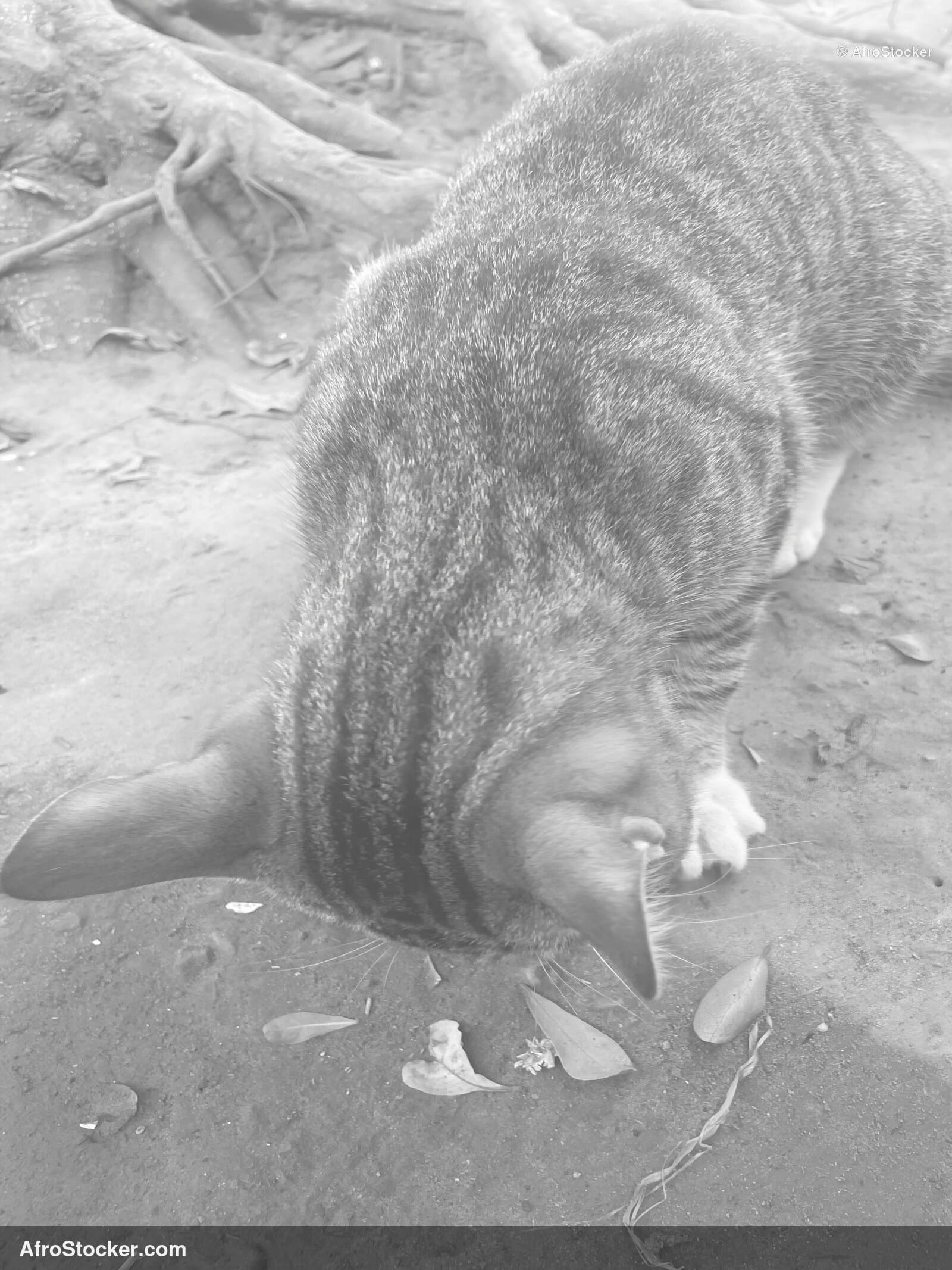 Village Cat Resting / Chat de Village au Repos | AfroStocker