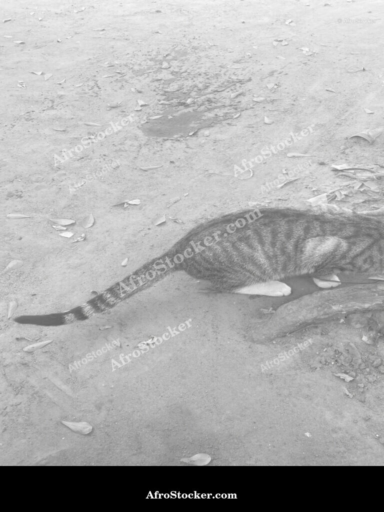 Cat Watching Africa / Chat qui Observe Afrique | AfroStocker