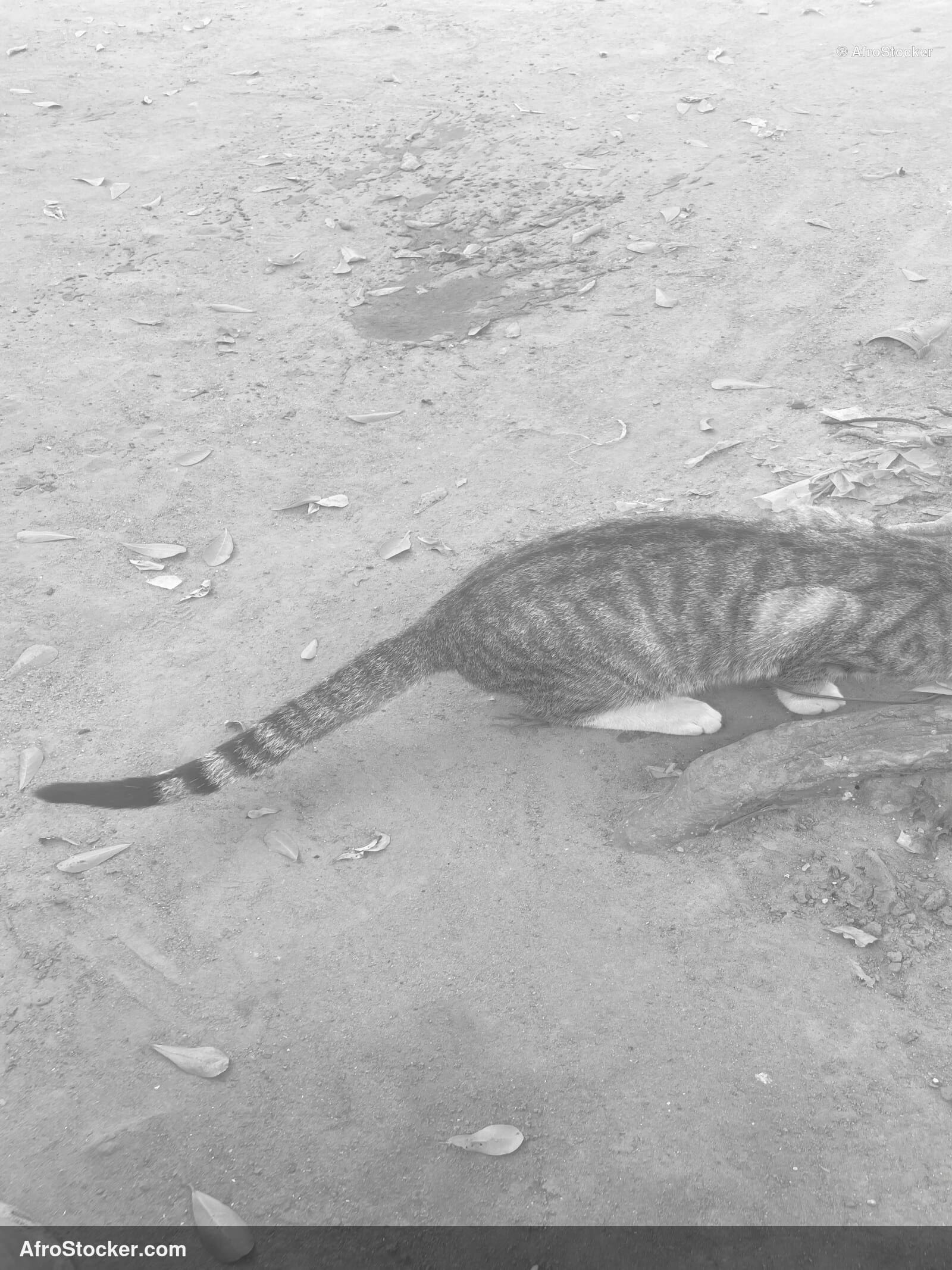 Cat Watching Africa / Chat qui Observe Afrique | AfroStocker