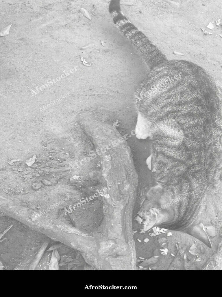 African Farm Cat / Chat de Ferme Africain | AfroStocker