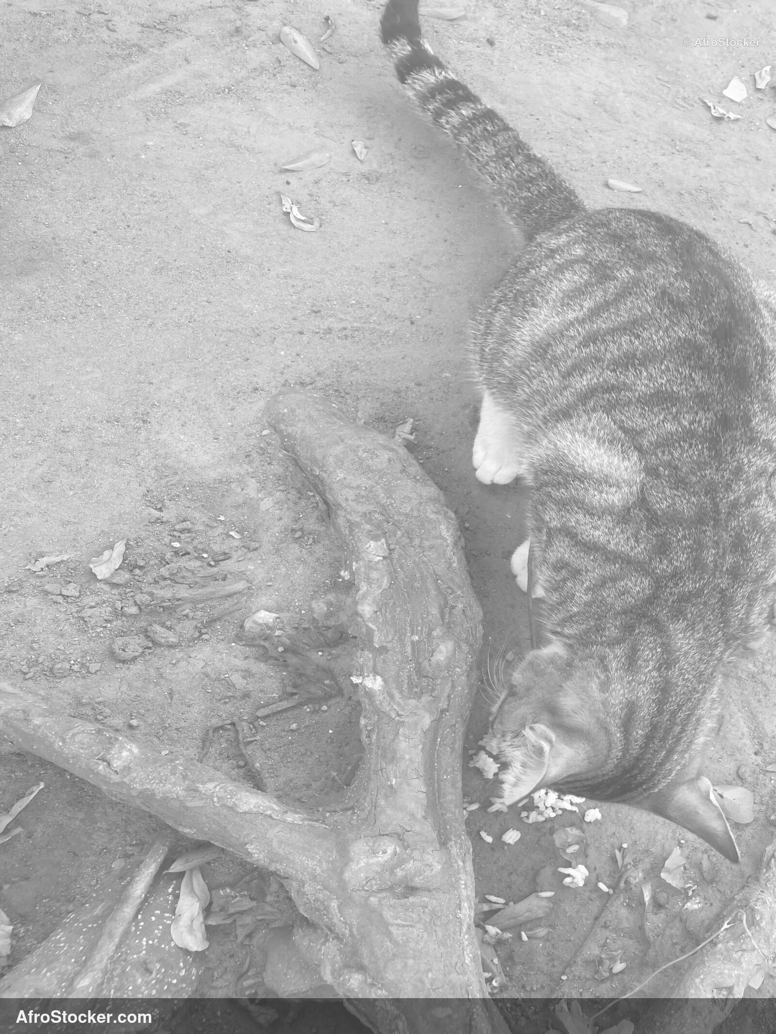 African Farm Cat / Chat de Ferme Africain | AfroStocker