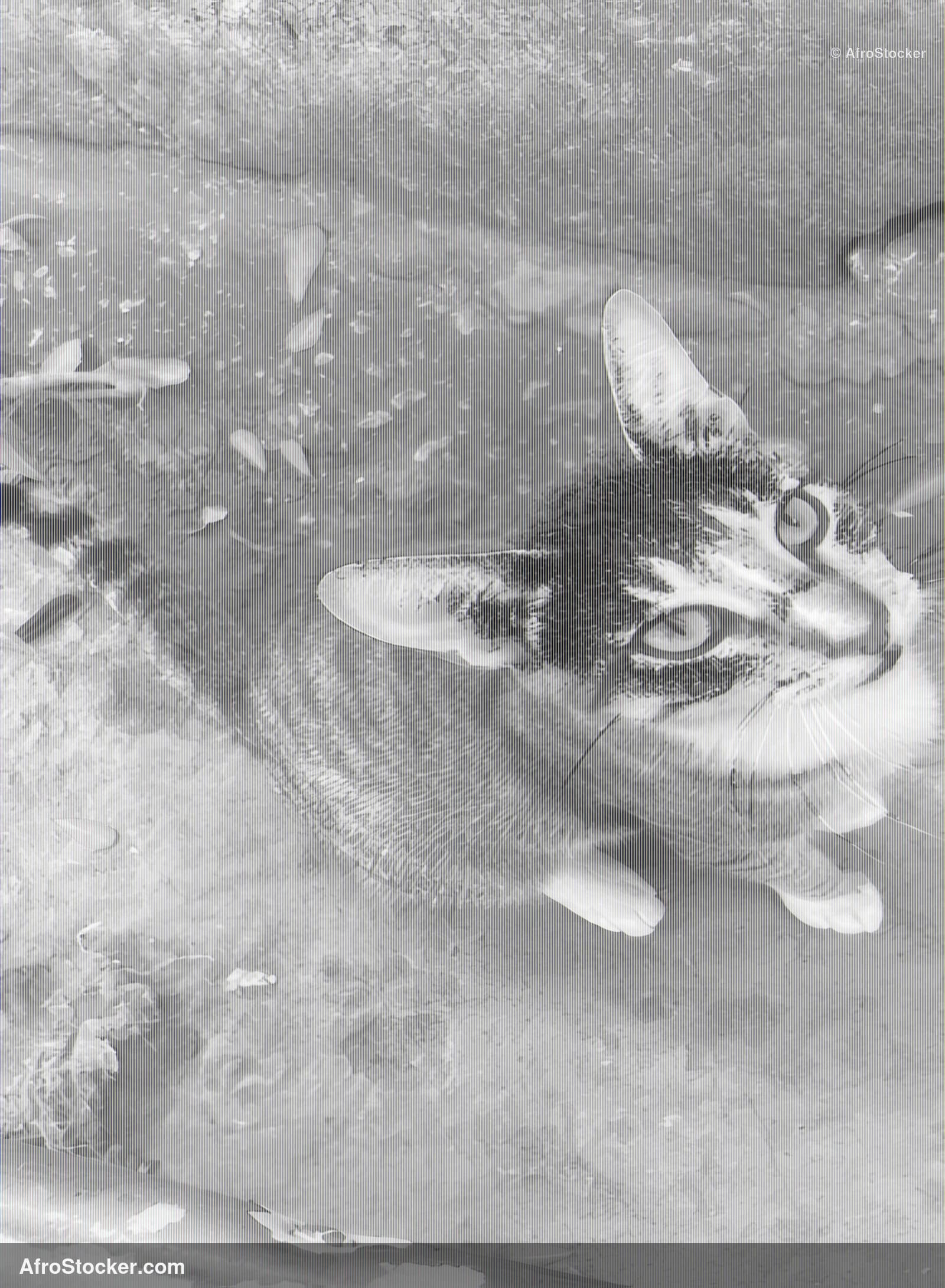 Cat Close-Up Africa / Chat en Gros Plan Afrique | AfroStocker