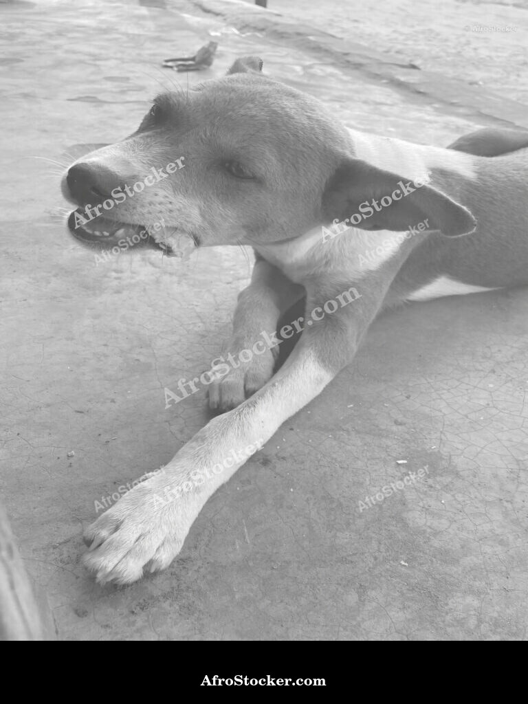 Dog in African Village / Chien dans un Village Africain | AfroStocker